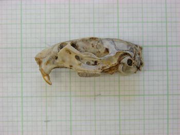 Media type: image;   Mammalogy 31271